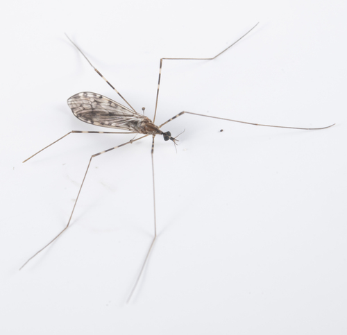 iNaturalist observation photo of Sixspot Cranefly