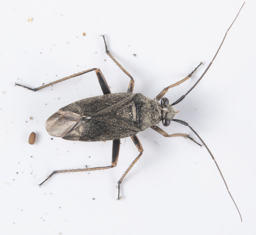 iNaturalist observation photo of Irbisia