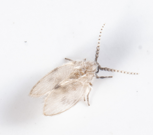 iNaturalist observation photo of Psychoda