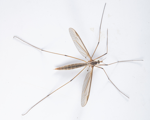 iNaturalist observation photo of Marsh Crane Fly