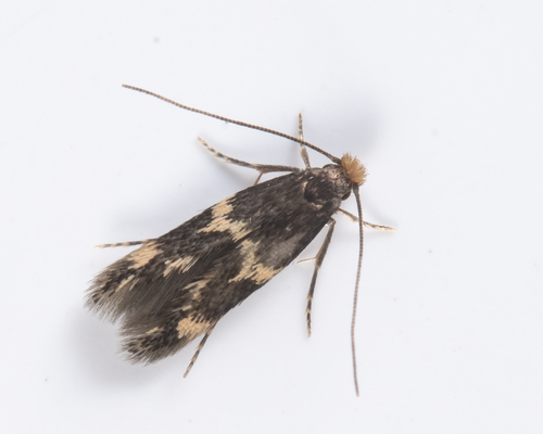 iNaturalist observation photo of Yellow V Moth