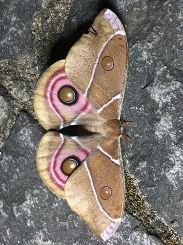 Suraka Silk Moth