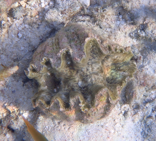 Hippopus hippopus