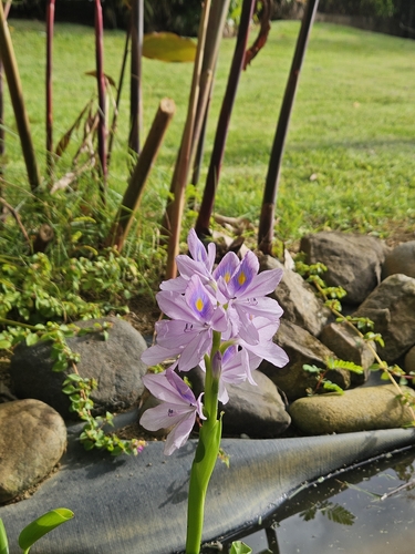 common water hyacinth