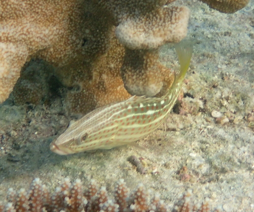 Anyperodon leucogrammicus