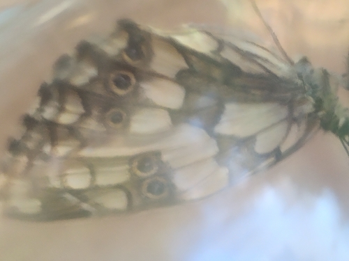 Marbled White