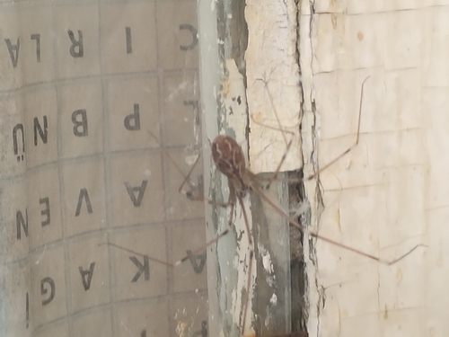 Marbled Cellar Spider