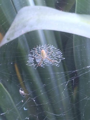 Wasp Spider