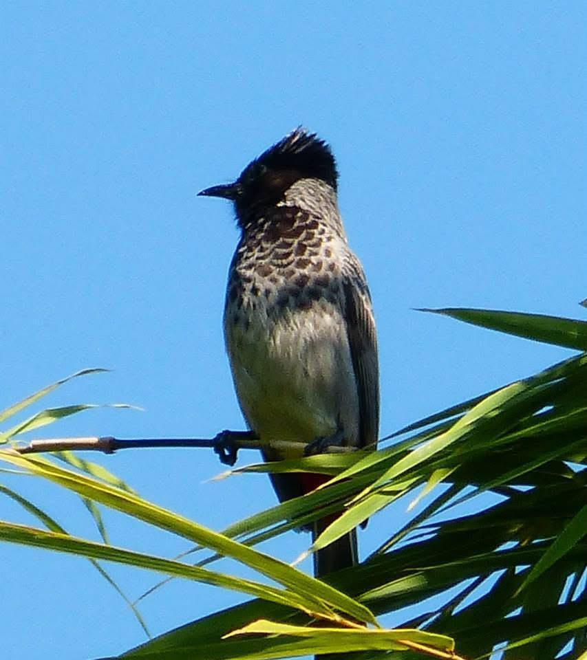 Red-vented Bulbul from Mount Victoria, Myanmar on December 20, 2013 by ...