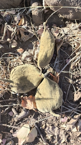 African Star-Chestnut