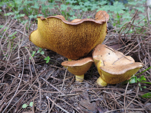 Suillus collinitus