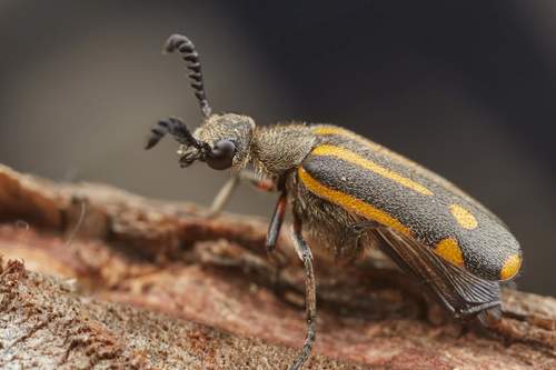 Ceroctis ruficrus · iNaturalist