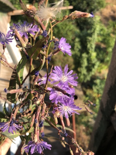 tatarian blue lettuce