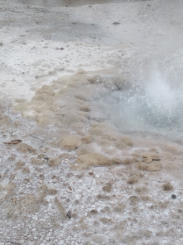 Genus Thermoproteus · iNaturalist