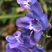 Gray’s Beardtongue - Photo (c) Jared Shorma, all rights reserved, uploaded by Jared Shorma