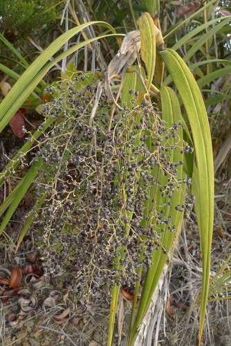 Joinvilleaceae