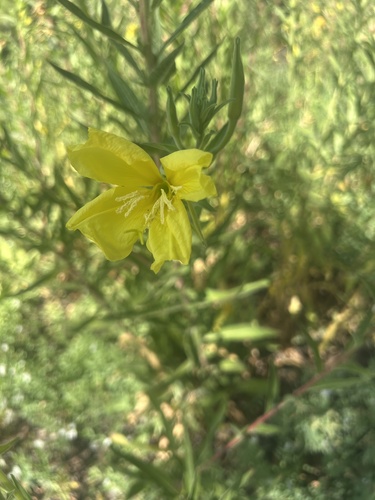 iNaturalist observation photo of tall evening primrose