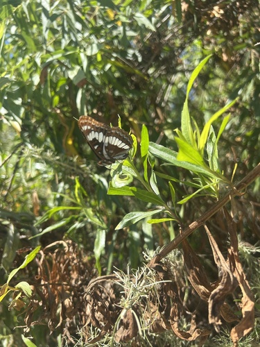 iNaturalist observation photo of Lorquin's Admiral