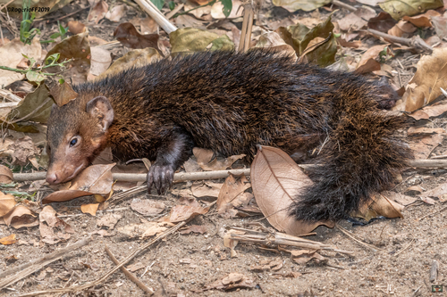Ansorge's Kusimanse (Crossarchus ansorgei) — Least Concern Mammalia