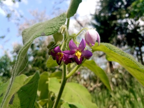 Solanum corymbiflorum