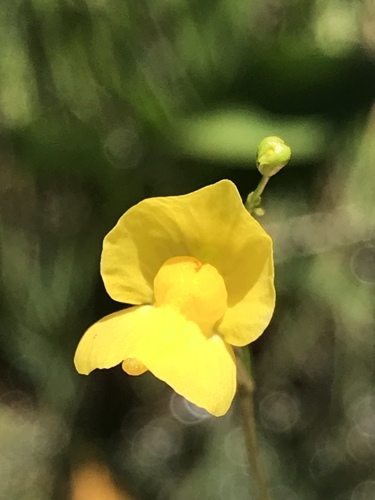 humped bladderwort
