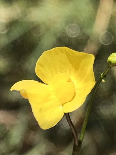 humped bladderwort