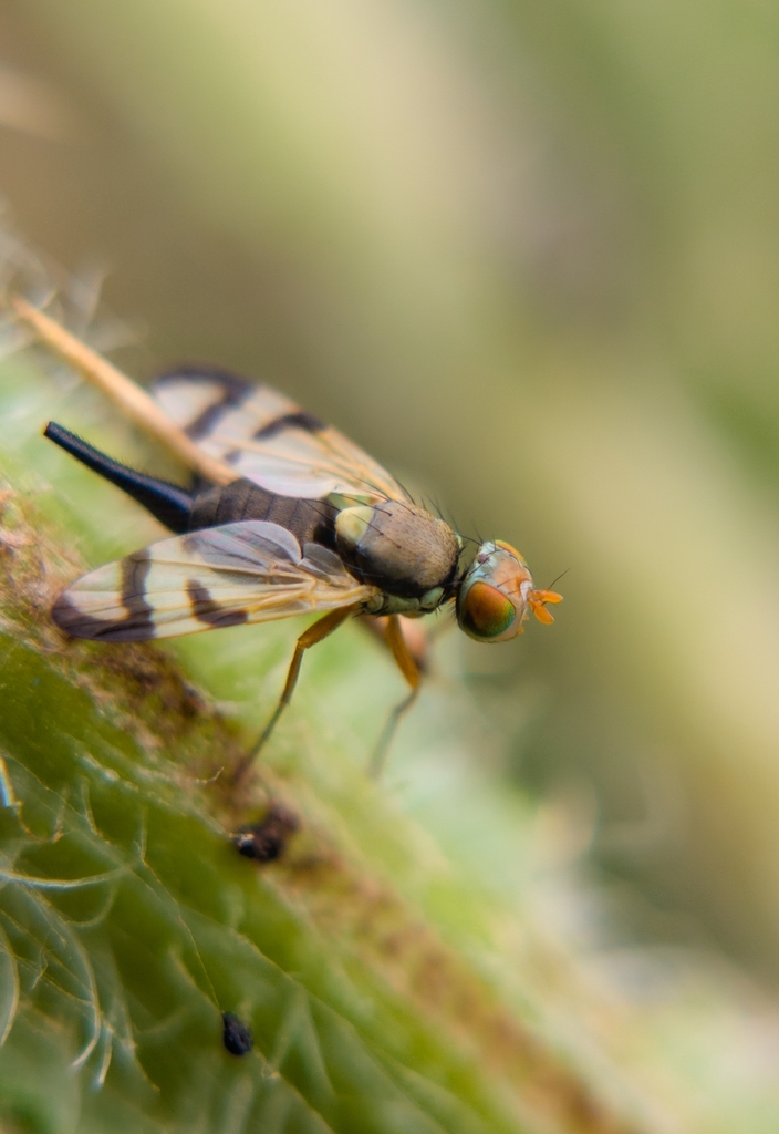 Bull Thistle Gall Fly from Lake Stevens, WA 98258, USA on July 4, 2025 ...