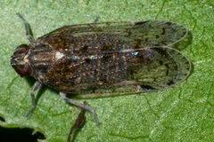 Cilidius quinquelineatus