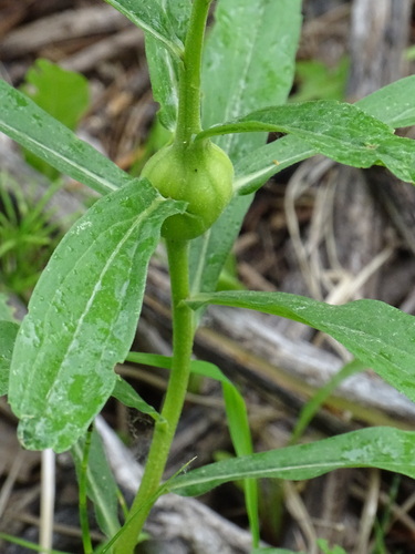 Unknown species found near Teton County, WY, USA