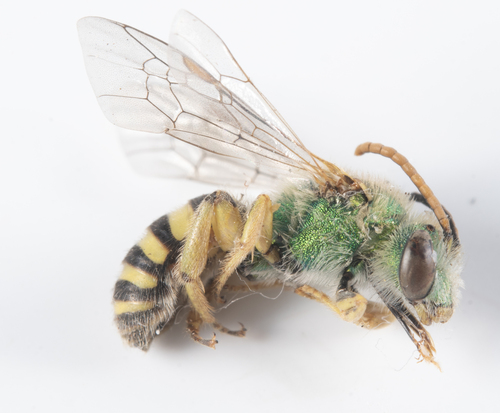 iNaturalist observation photo of Striped Sweat Bees