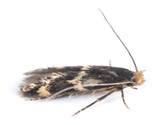 iNaturalist observation photo of Yellow V Moth