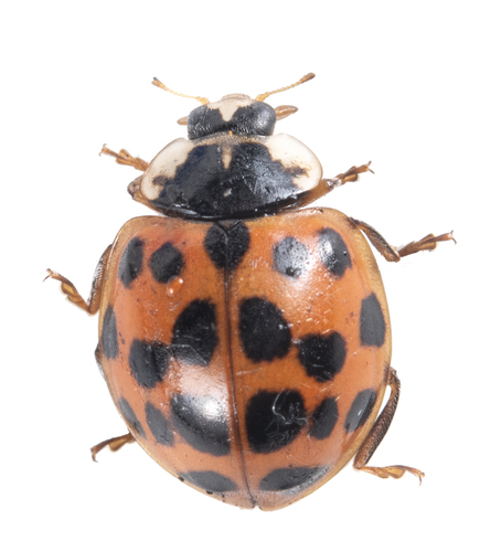 iNaturalist observation photo of Asian Lady Beetle