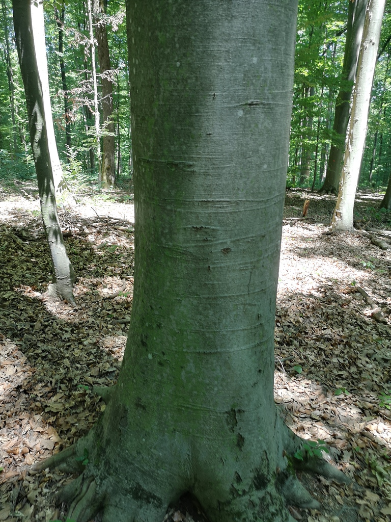 Fagus sylvatica