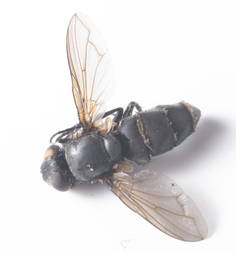 iNaturalist observation photo of Flies