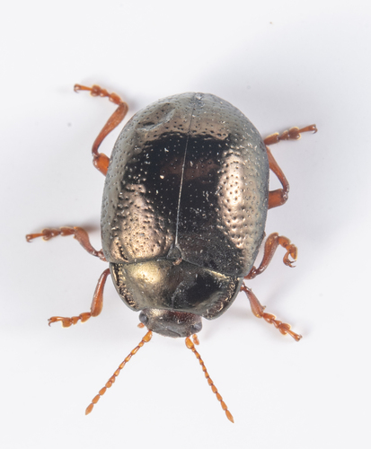 iNaturalist observation photo of Bronze Beetle