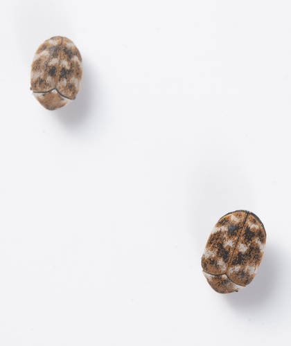 iNaturalist observation photo of Varied Carpet Beetle