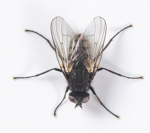 iNaturalist observation photo of Muscoid Flies