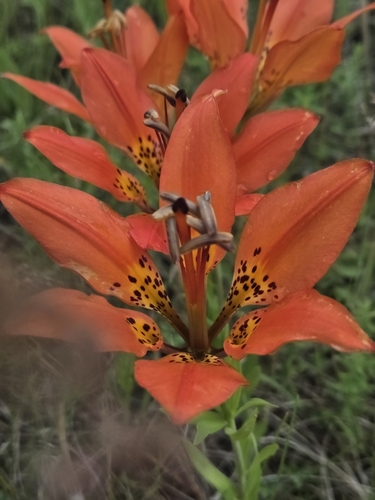 Wood Lily