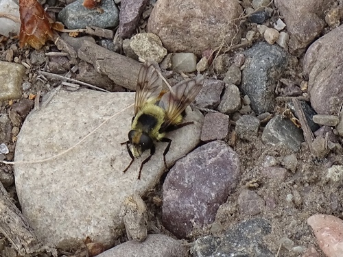 Unknown species found near Teton County, WY, USA