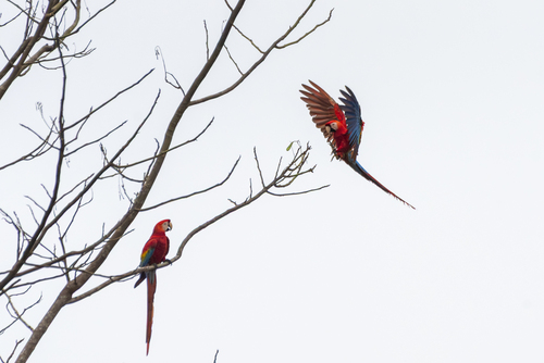 Scarlet Macaw