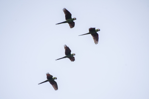 Chestnut-fronted Macaw