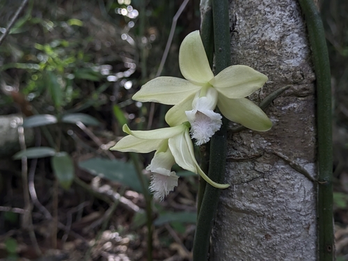 Vanilla calopogon