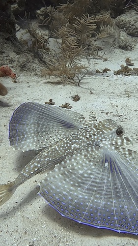 Dactylopterus volitans