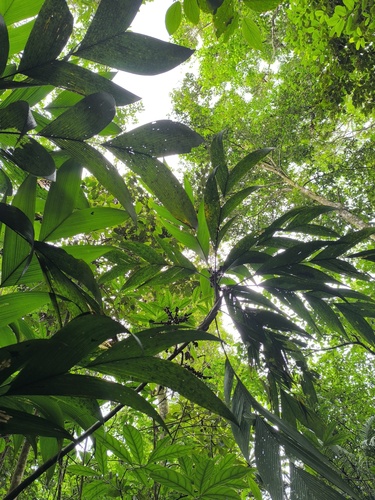 Geonoma congesta - Leaves