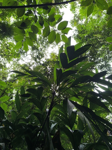 Geonoma congesta - Whole tree