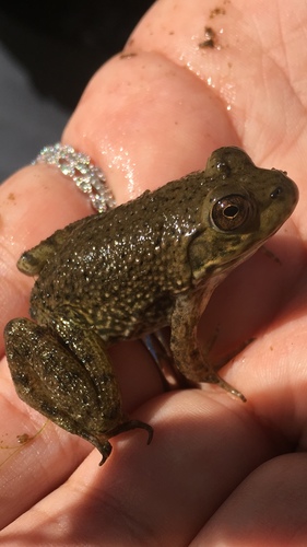 iNaturalist observation photo of American Bullfrog