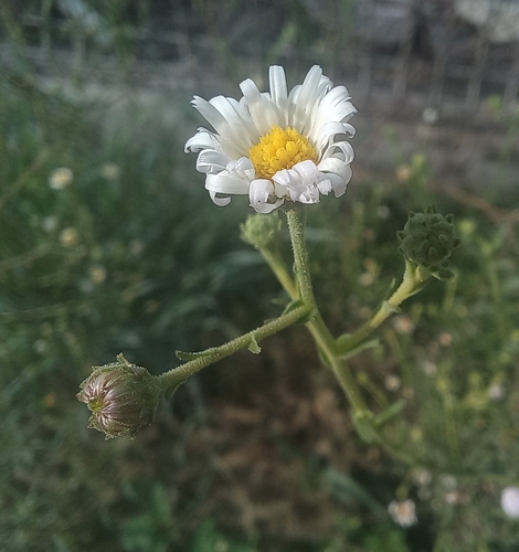 Psilactis asteroides