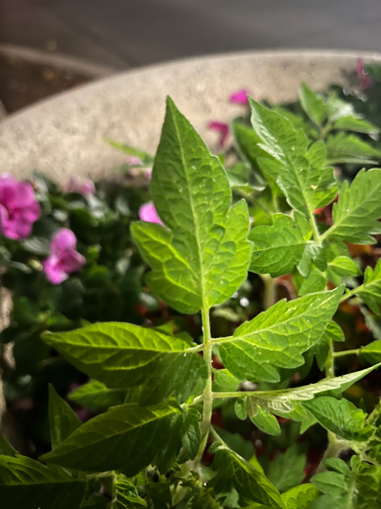 Solanum lycopersicum