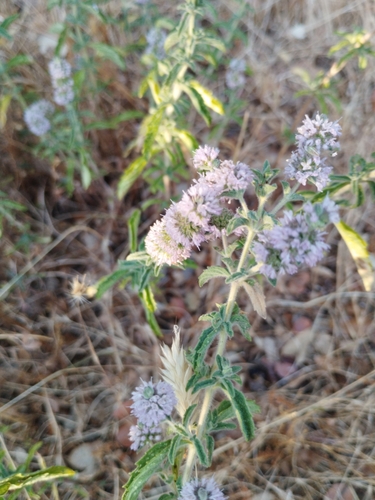 Avistamiento Mentha pulegium