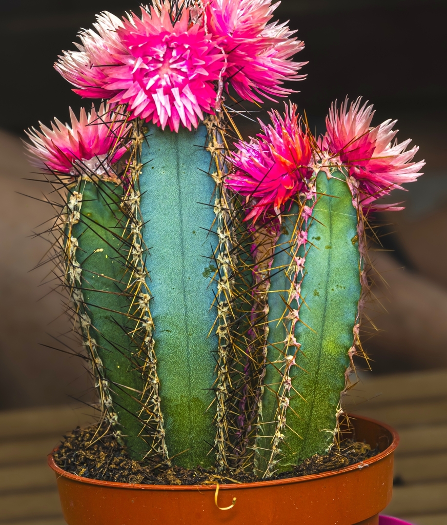 Cactaceae